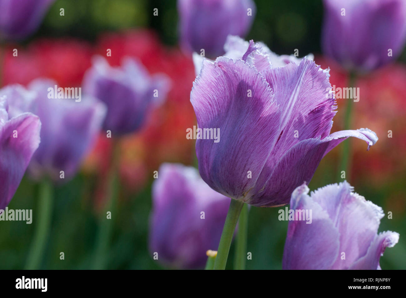 Tulip 'Blue Heron' in bloom in a garden Stock Photo Alamy