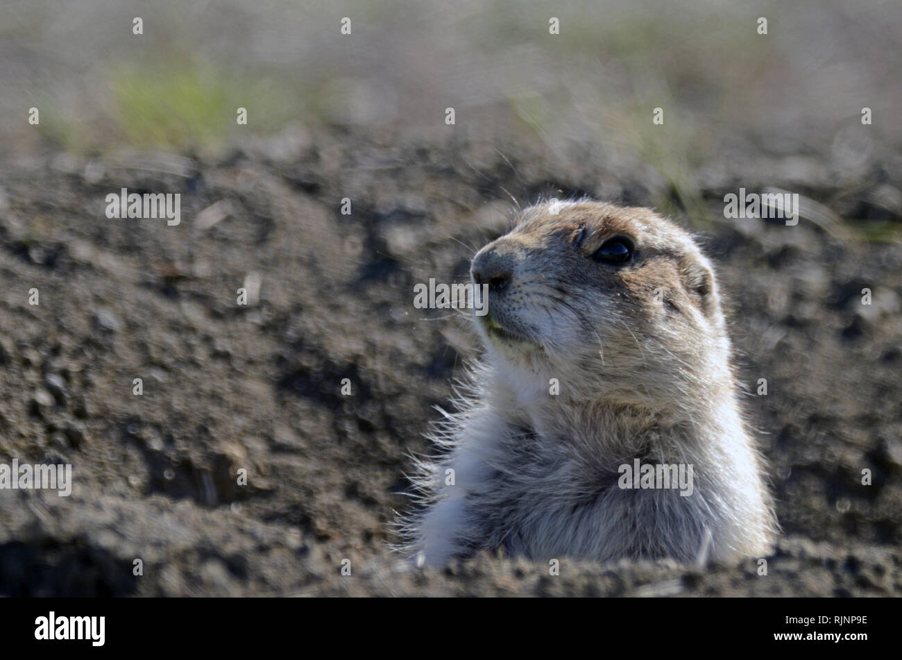 A black-tailed prairie dog in its mound in spring at the American Prairie Reserve in Sun Prairie. South of Malta in Phillips County, Montana. Stock Photo