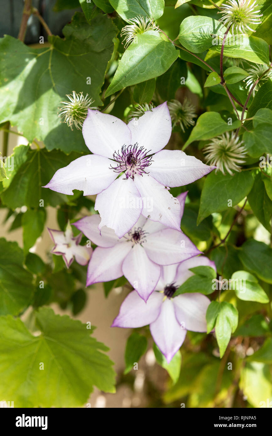 Clematises clematis sp hi-res stock photography and images - Alamy