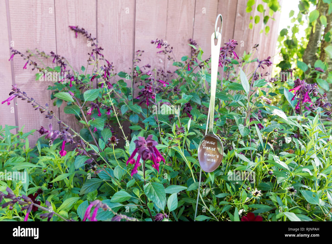 Hybrid sage 'Wendy's wish in a garden, summer, Moselle, France Stock Photo  - Alamy