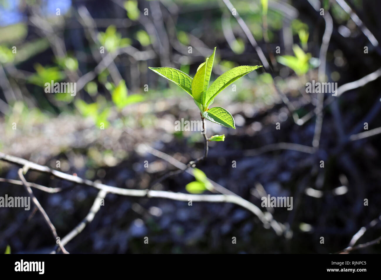 A closeup of nature during the spring. In this photo you can see ...