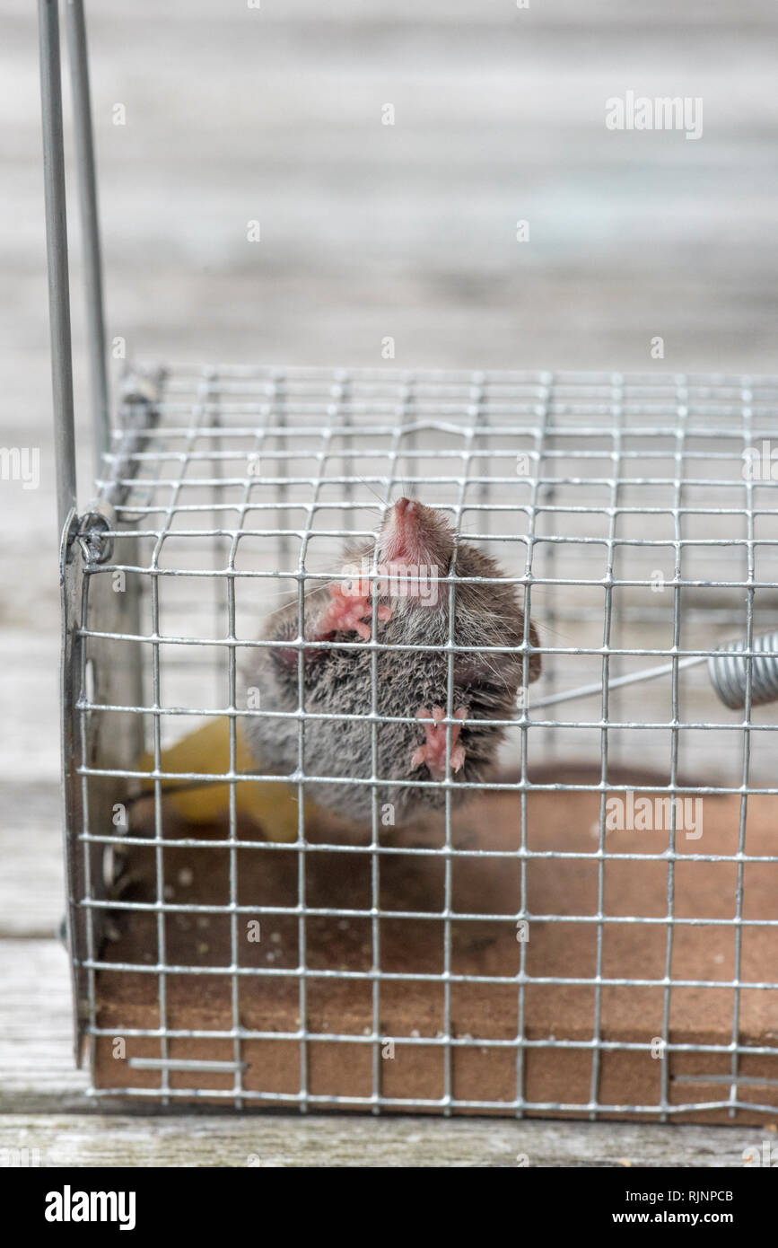 Lesser Shrew (Crocidura suaveolens) caught in a trap, Pas de Calais