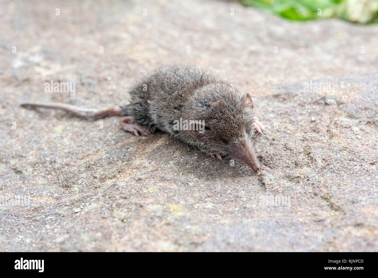 Soricidae High Resolution Stock Photography And Images Alamy