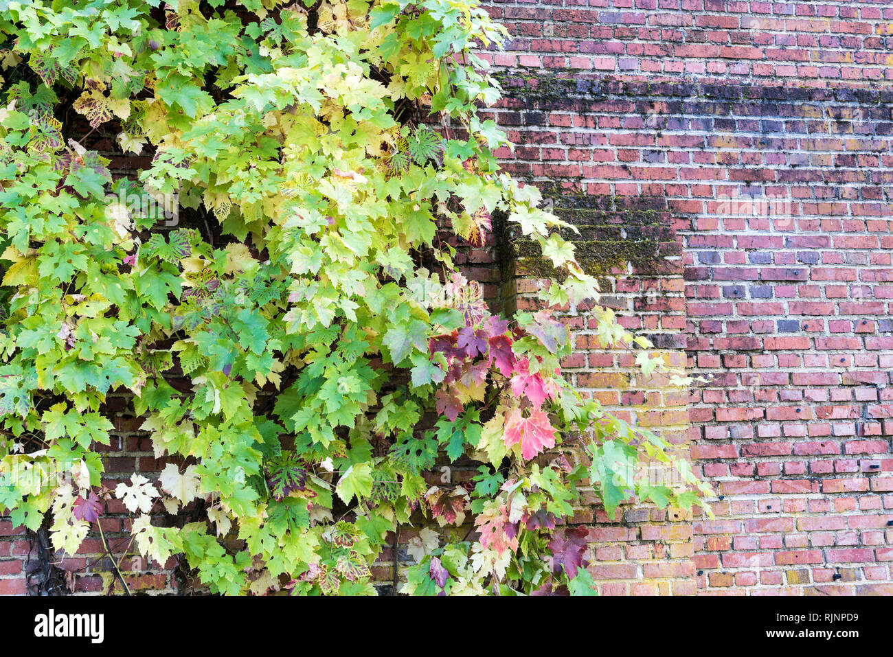 Virginia creeper climbing walls hires stock photography and images Alamy