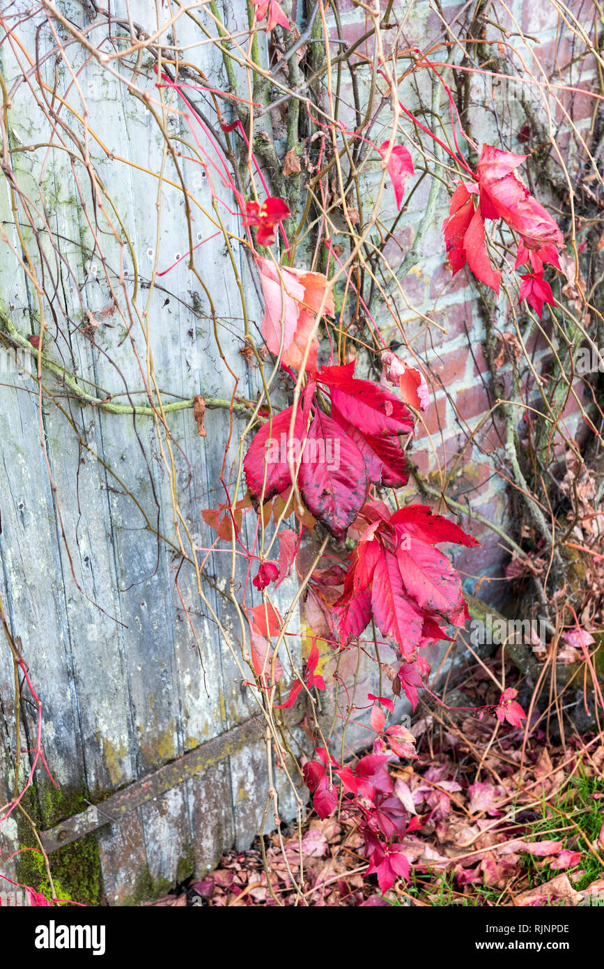 Virginia creeper (Parthenocissus quinquefolia) on the wall of a house