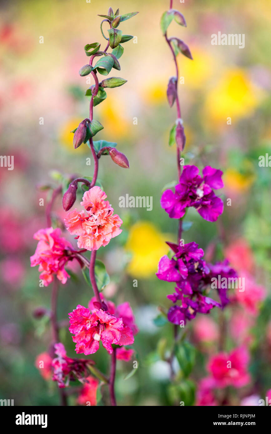 Clarkia in bloom in a garden, summer, Moselle, France Stock Photo Alamy