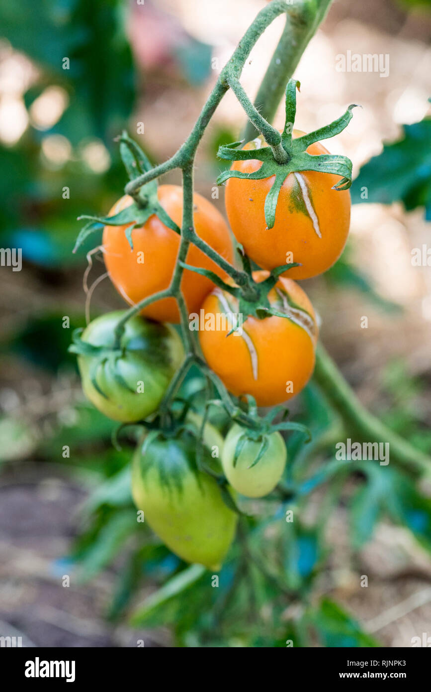 star 9065 f1 tomato