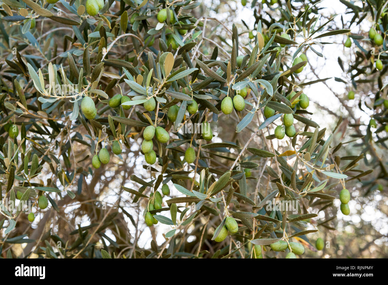 Olive in fruit, summer, Provence, France Stock Photo Alamy