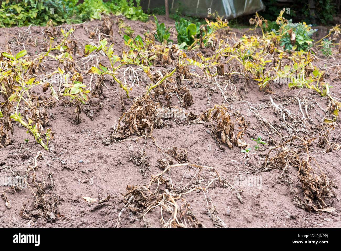 Feet of potatoes ready to be harvested, summer, Moselle, France Stock