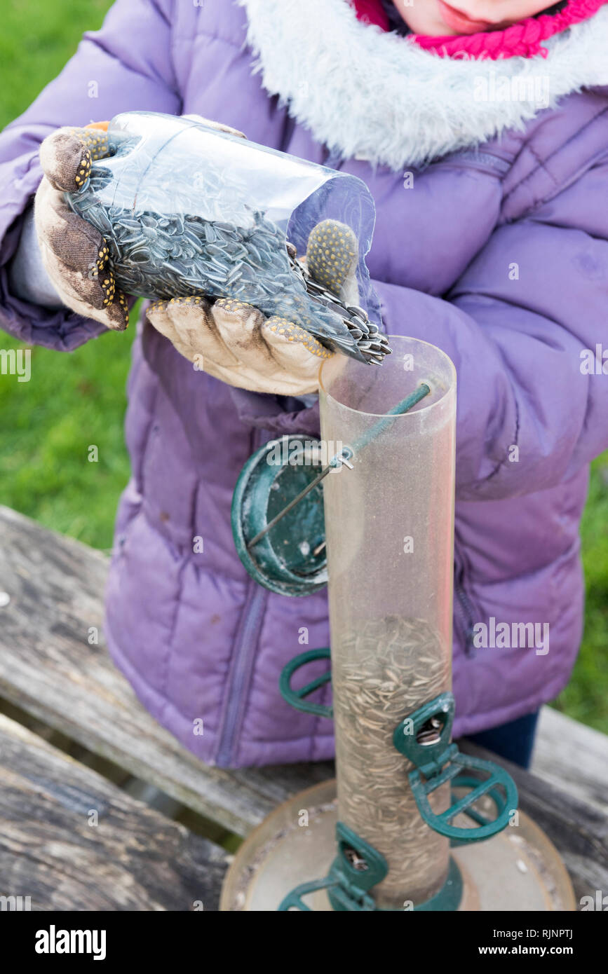 Sunflower seeds for bird feed preparation in a garden Stock Photo Alamy
