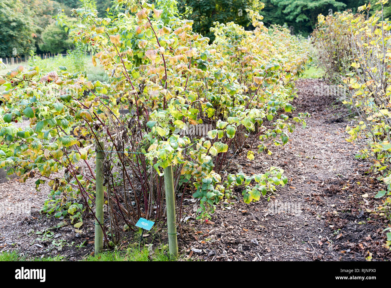 Raspberry pastry 'Mailing Promise' in a garden, autumn, Somme, France
