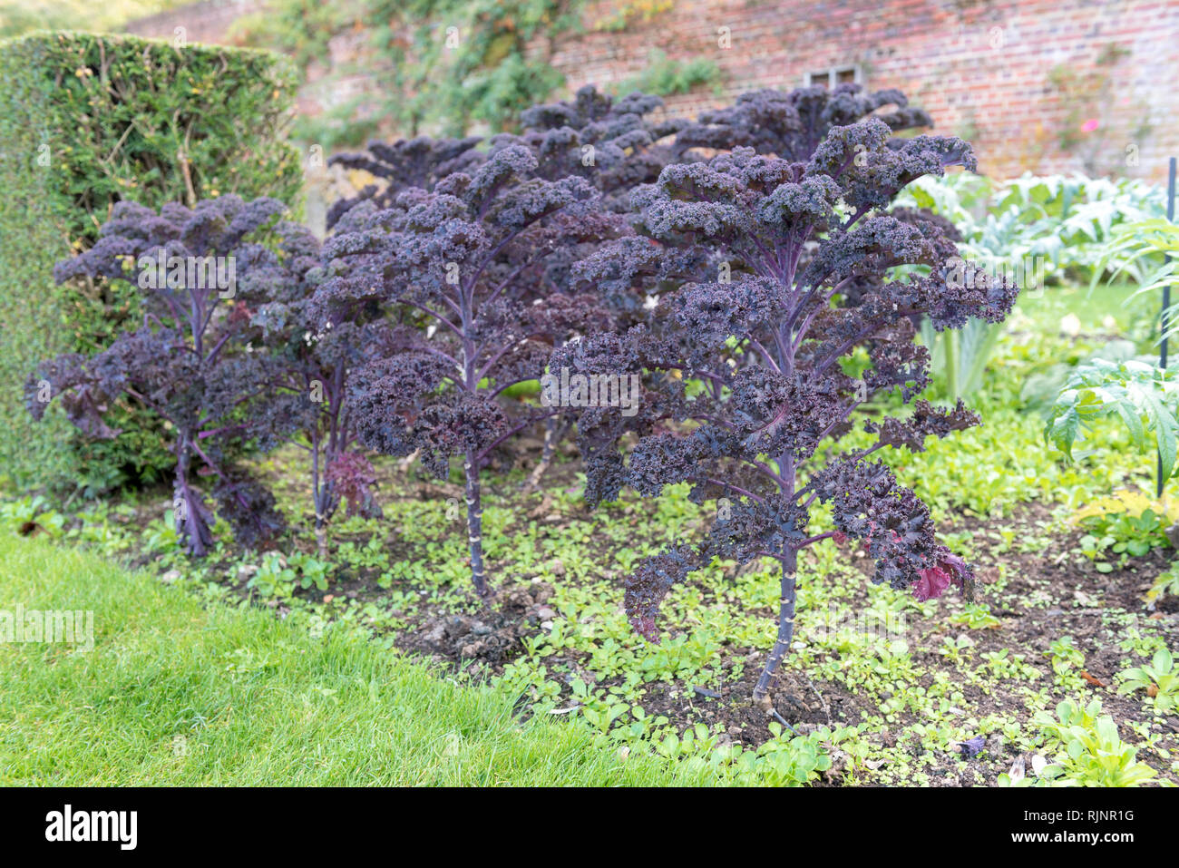 Capparales order hires stock photography and images Alamy