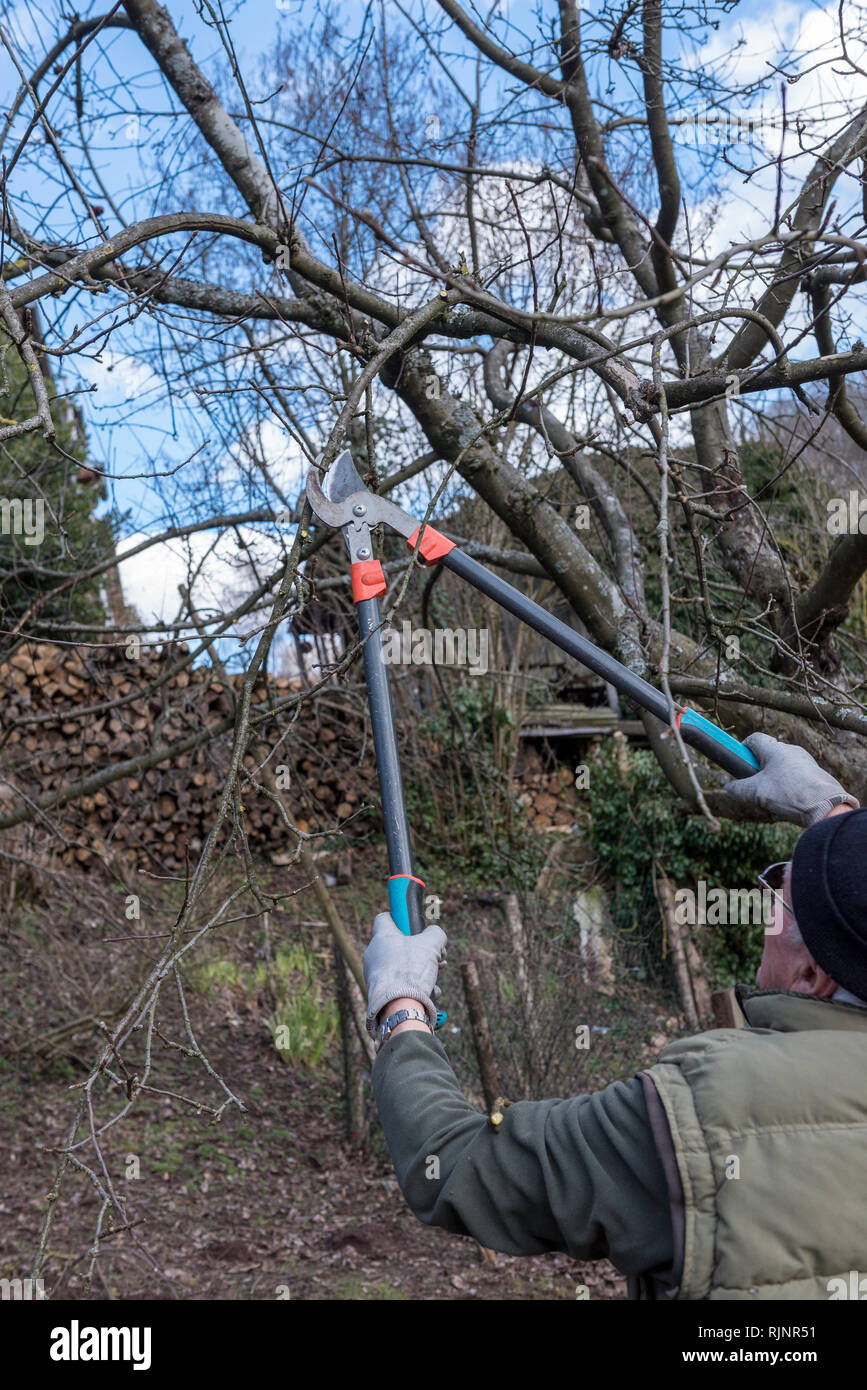 Prune apple tree in winter hires stock photography and images Alamy