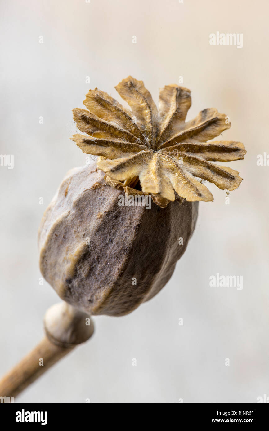 Dried fruit of poppy flower Stock Photo Alamy