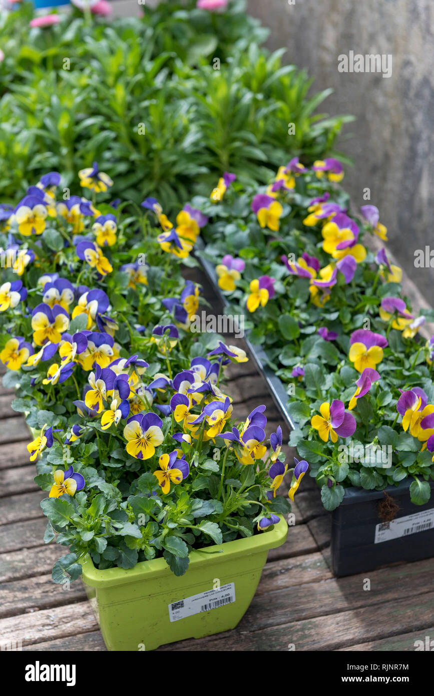 Flower container of Horned Pansy (Viola cornuta), spring, Pas de Calais