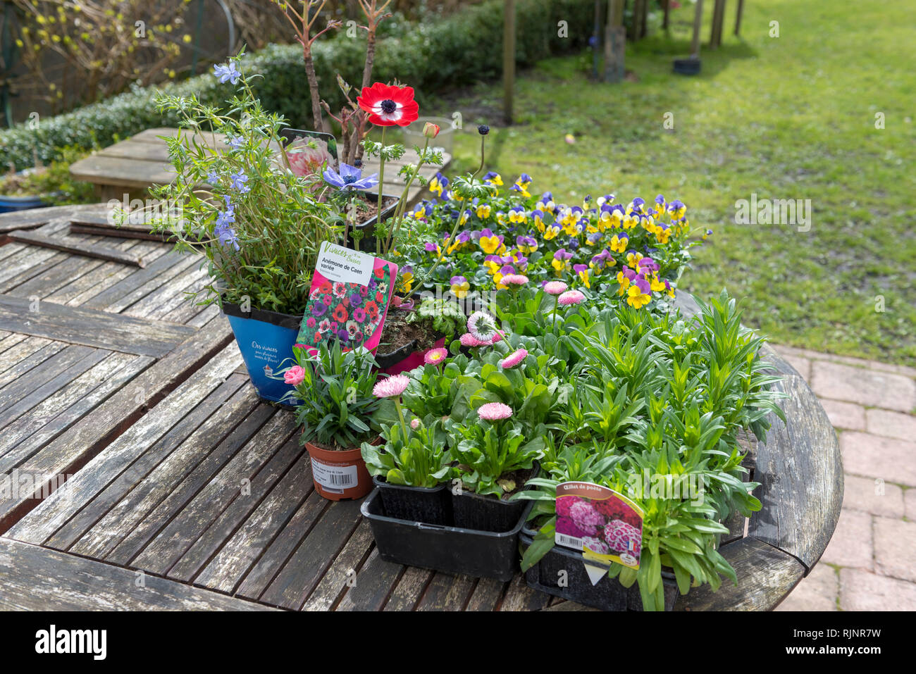 Various plants in pots and buckets before planting, spring, Pas de