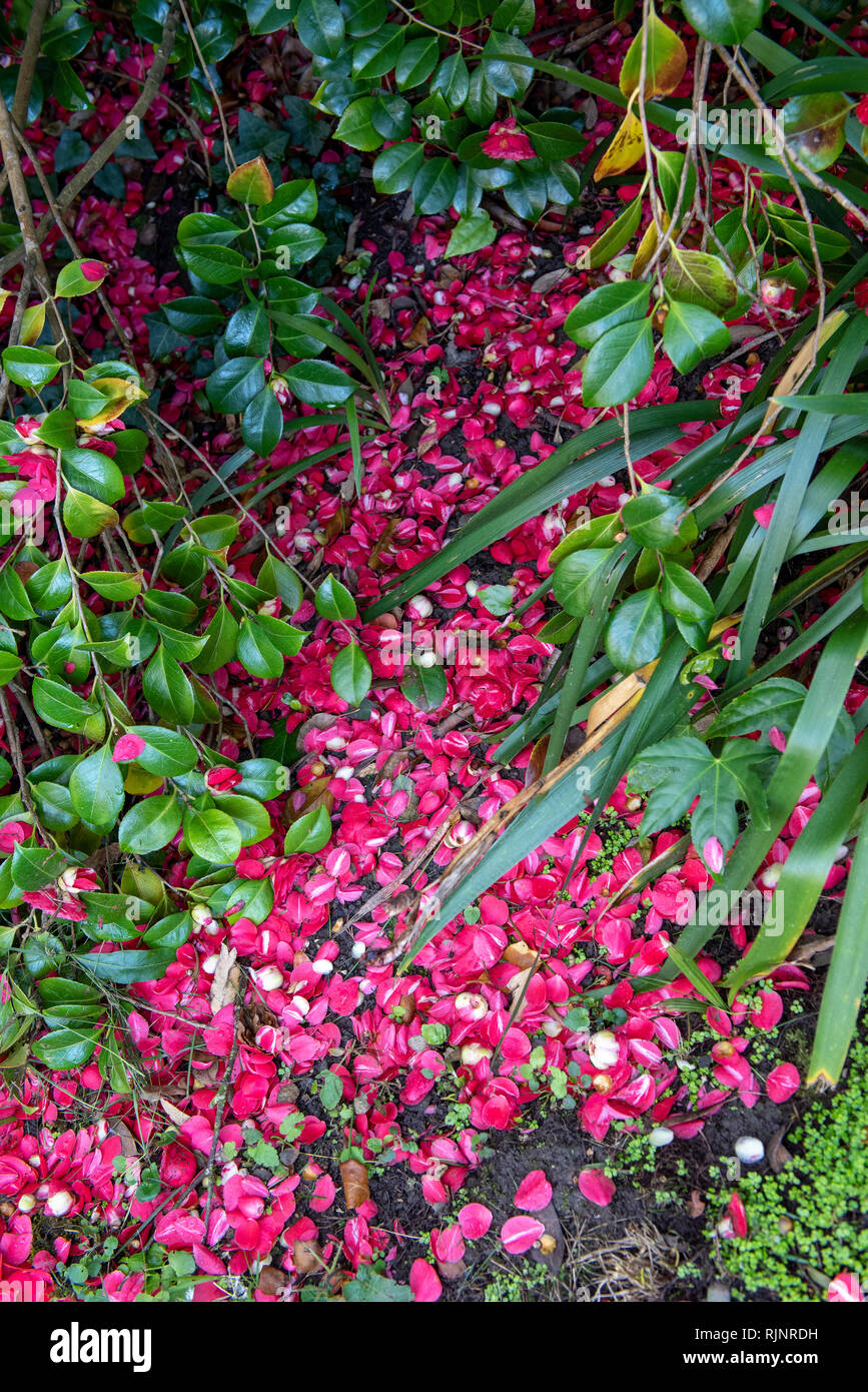 Camellia petals (Camellia japonica) on the ground in a garden, spring, Manche, Normandy, France Stock Photo