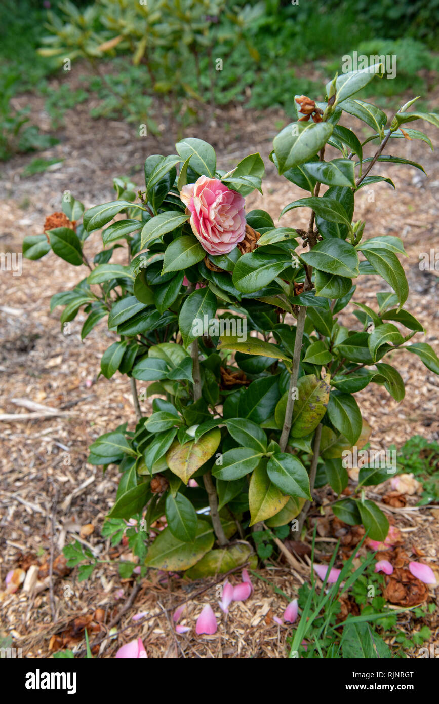 Camellia 'Winter Queen' in bloom in a garden, spring, Manche, France Stock Photo