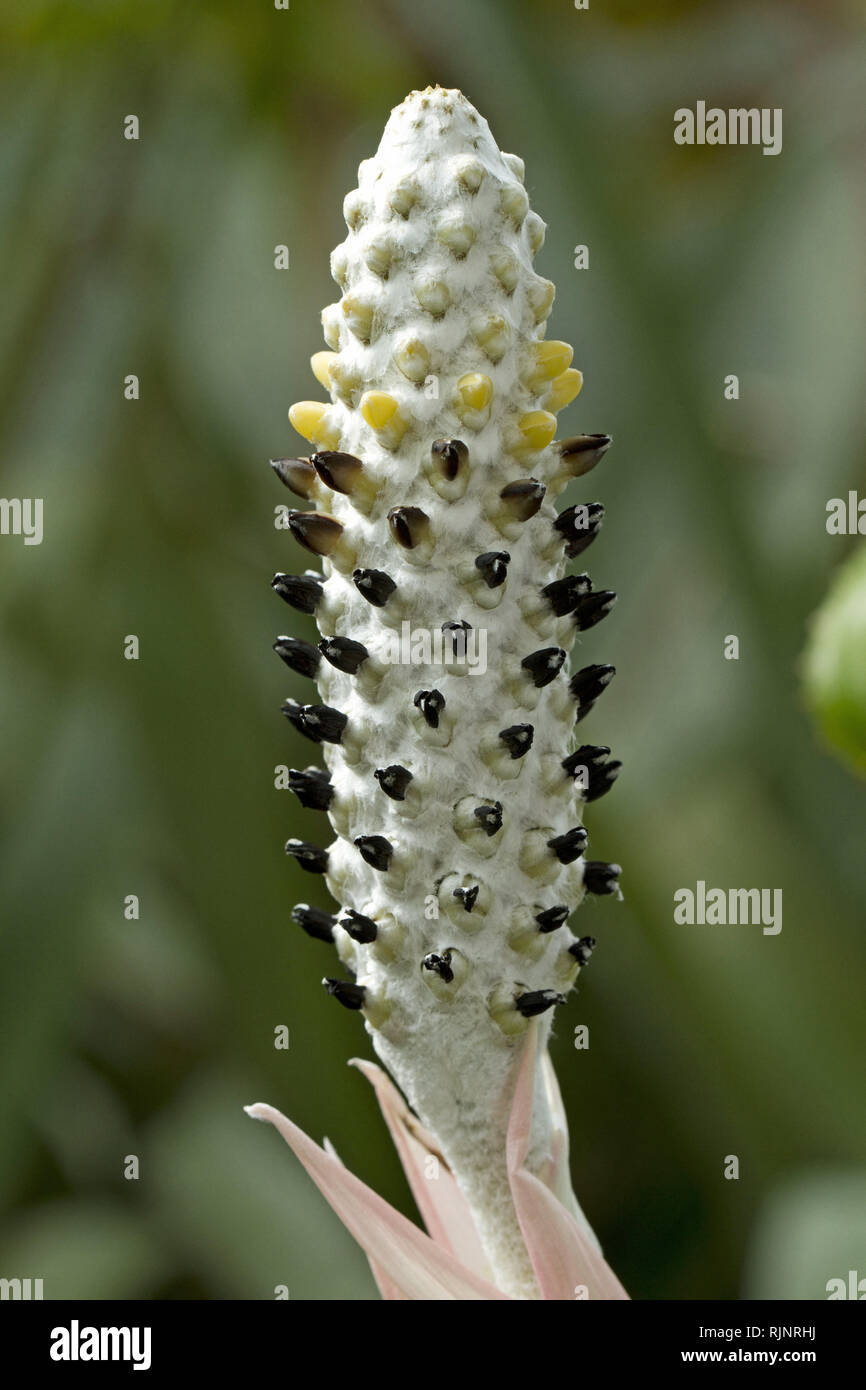 Aechmea (Aechmea bromeliifolia) Stock Photo