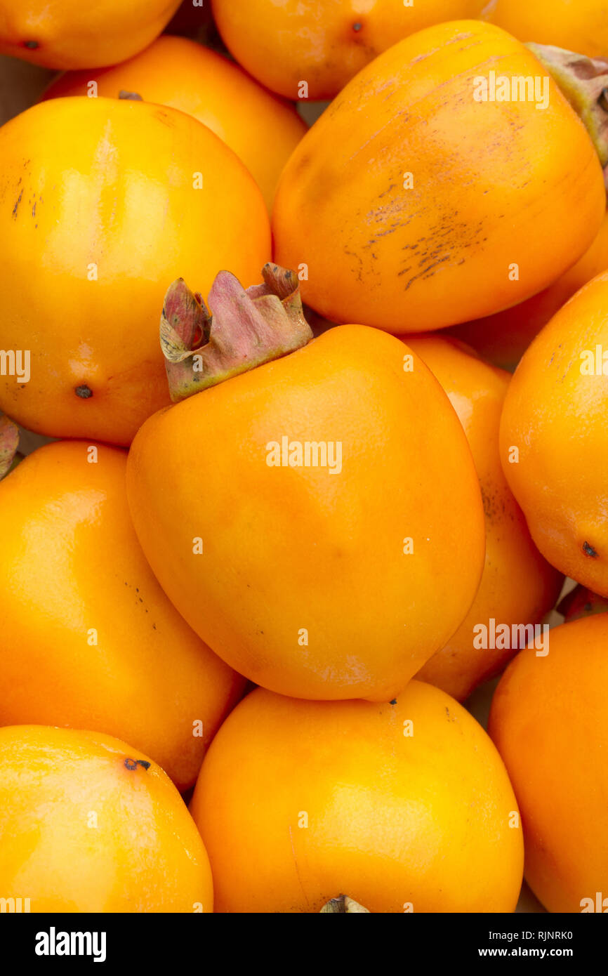Japanese persimmon (Diospyros kaki) 'Costata' Stock Photo