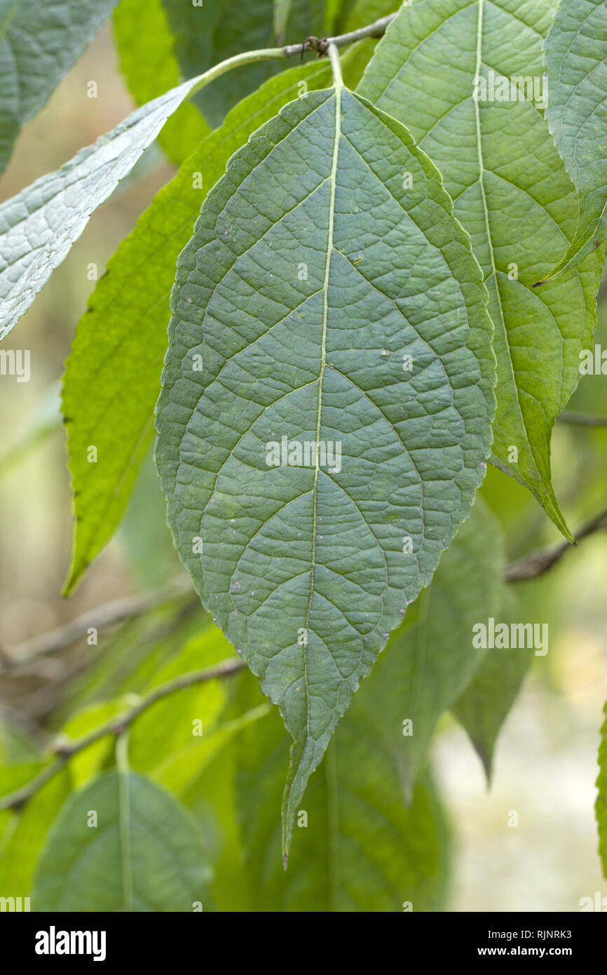 GuttaPerchaTree ulmoides Stock Photo Alamy