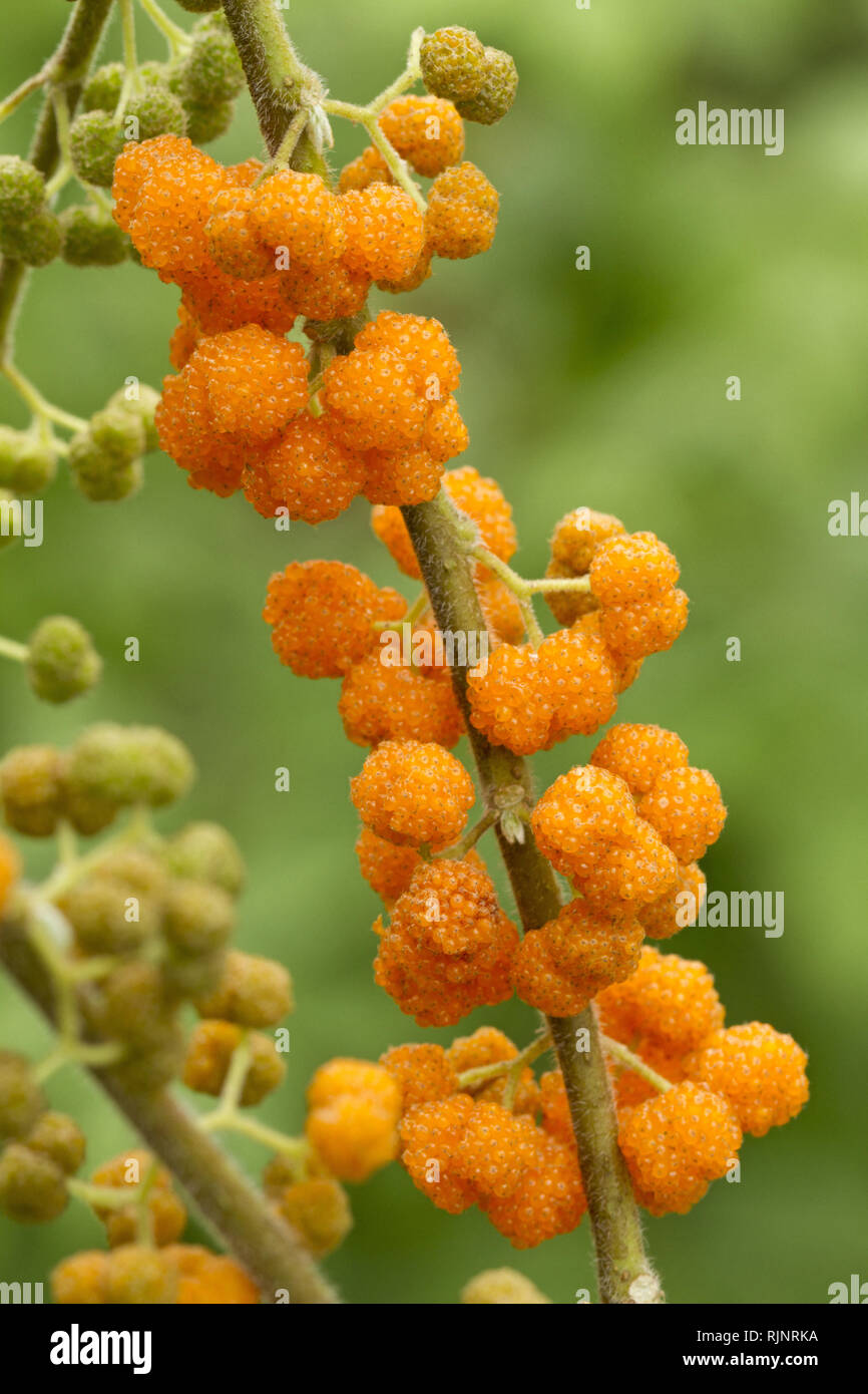 Orange Wild Rhea (Debregeasia longifolia) Stock Photo