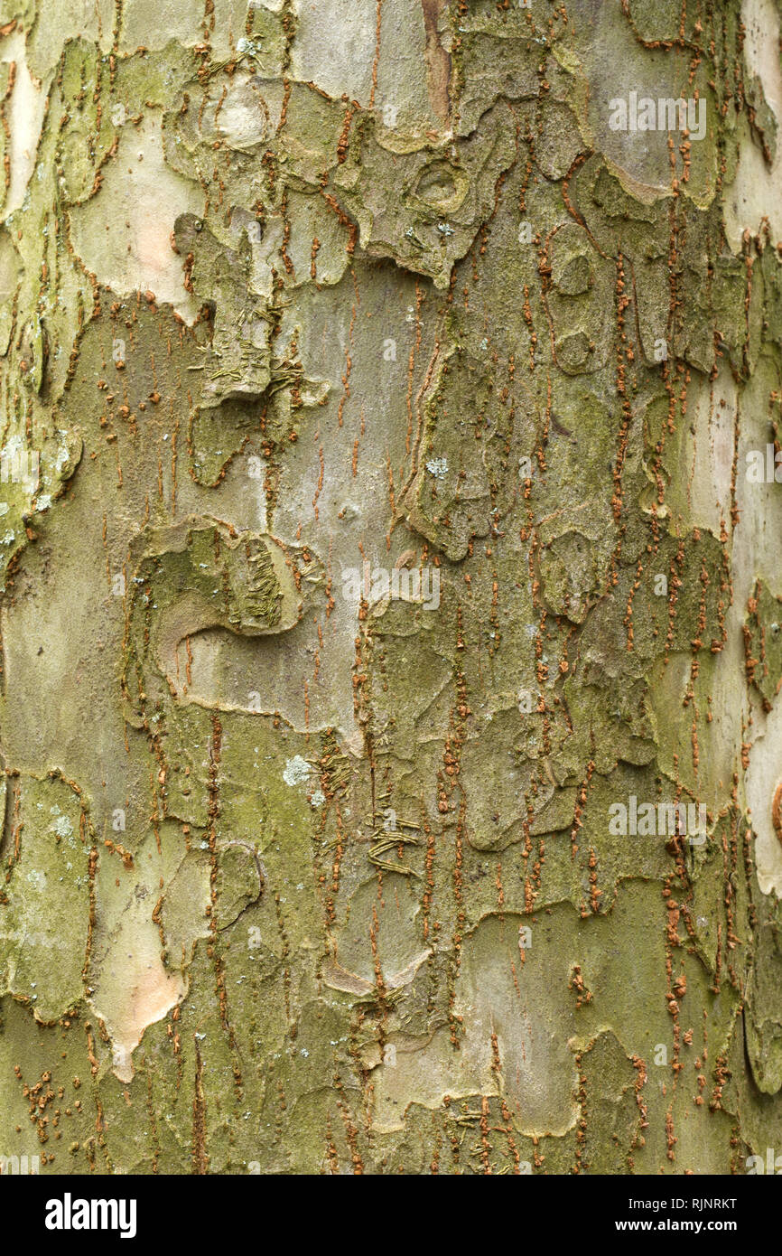 Hebei elm (Ulmus lamellosa) Stock Photo