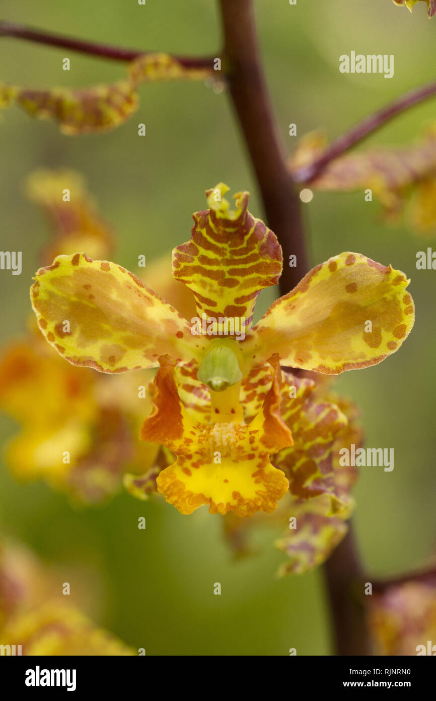 Cyrt orchid (Cyrtopodium punctatum) Stock Photo