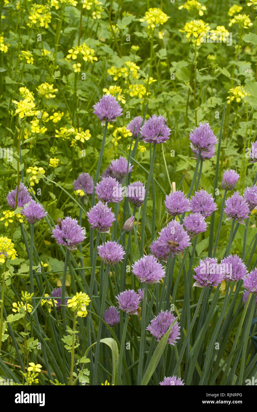 Brassica species hires stock photography and images Alamy