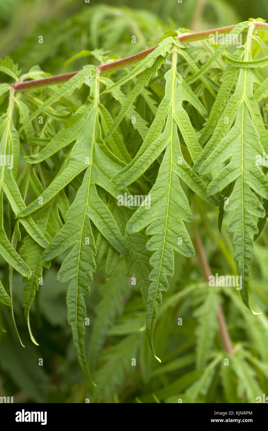 Cutleaf staghorn sumac (Rhus typhina) 'Dissecta' Stock Photo