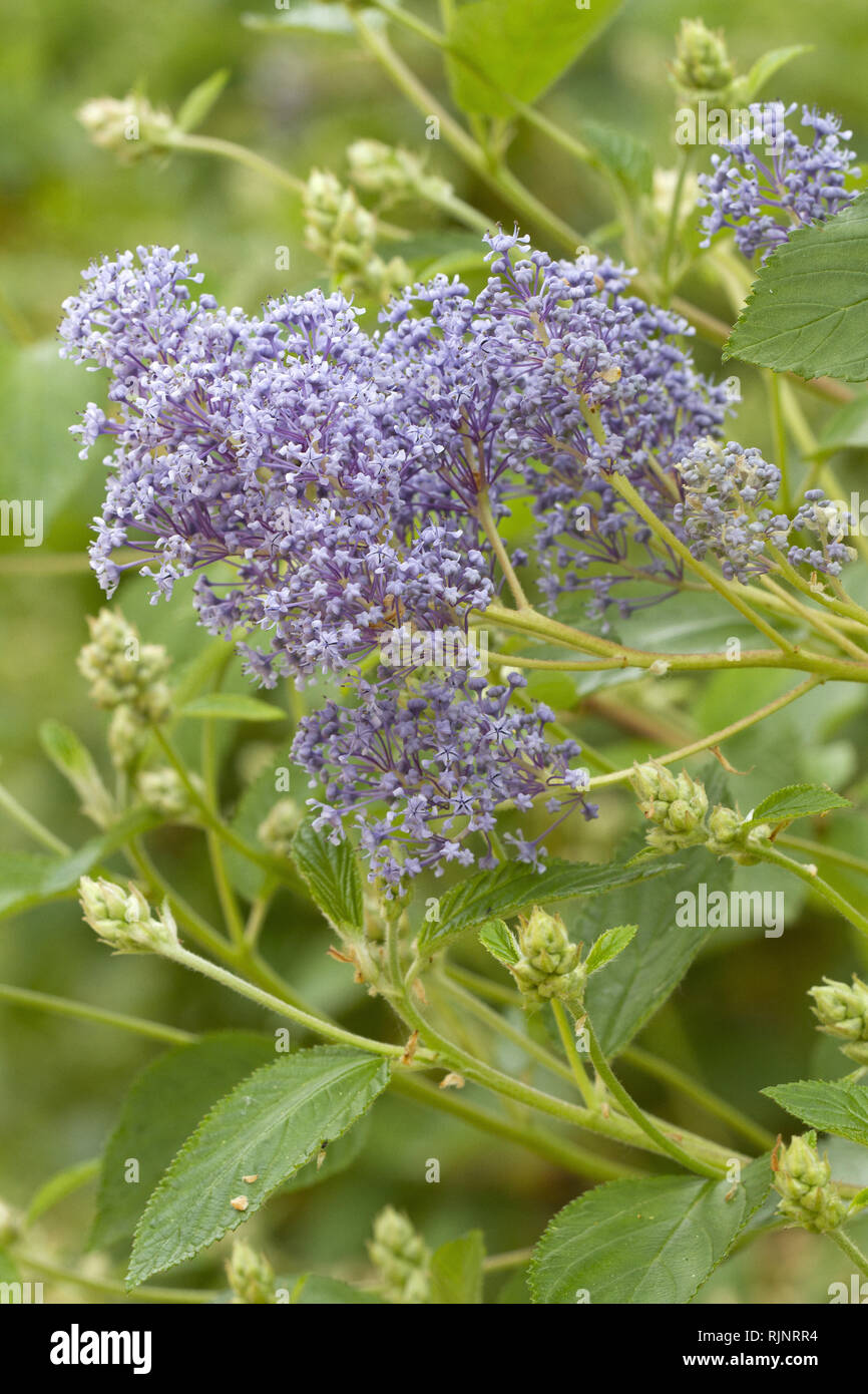 Ceanothus (Ceanothus x delileanus) 'Gloire de Versailles' Stock Photo