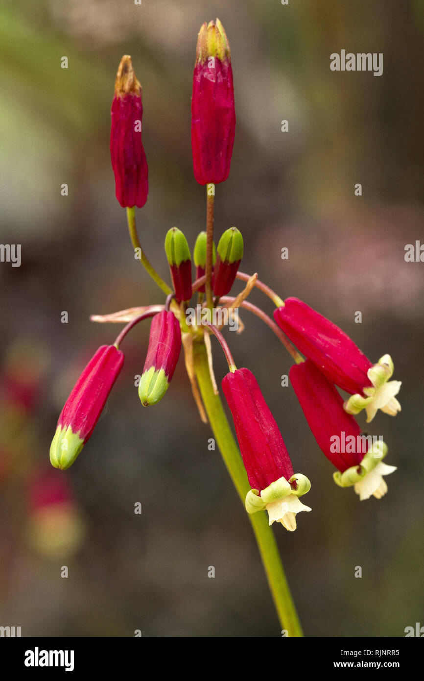 Firecracker flower (Dichelostemma ida-maia Stock Photo - Alamy