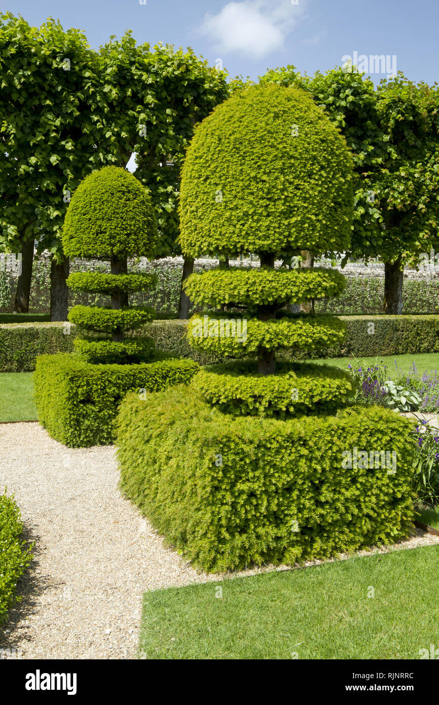 Common yew (Taxus baccata) in topiary in Gardens of Villandry Castle, France Stock Photo