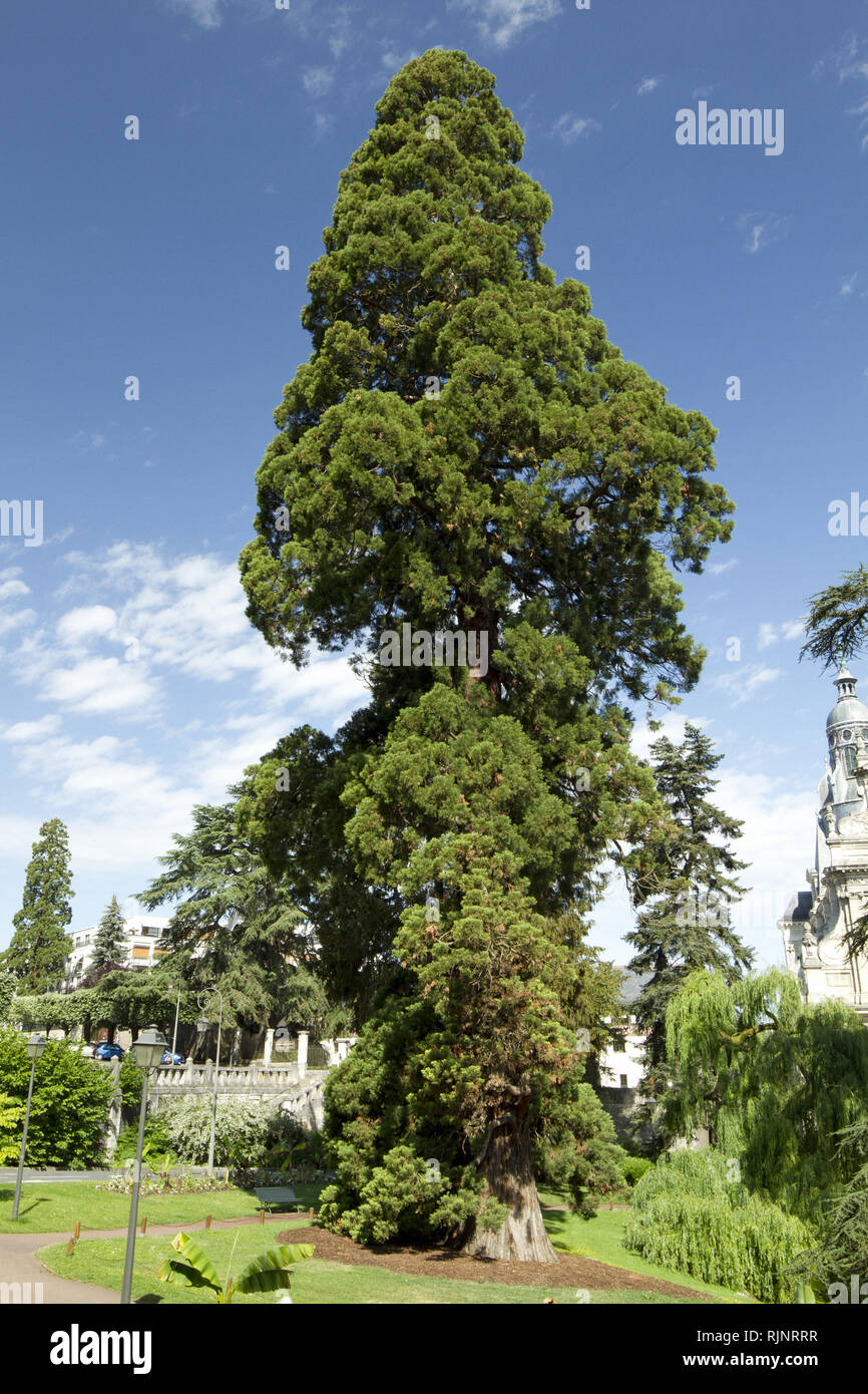 Giant Sequoia (Sequoiadendron giganteum) at Blois, France Stock Photo