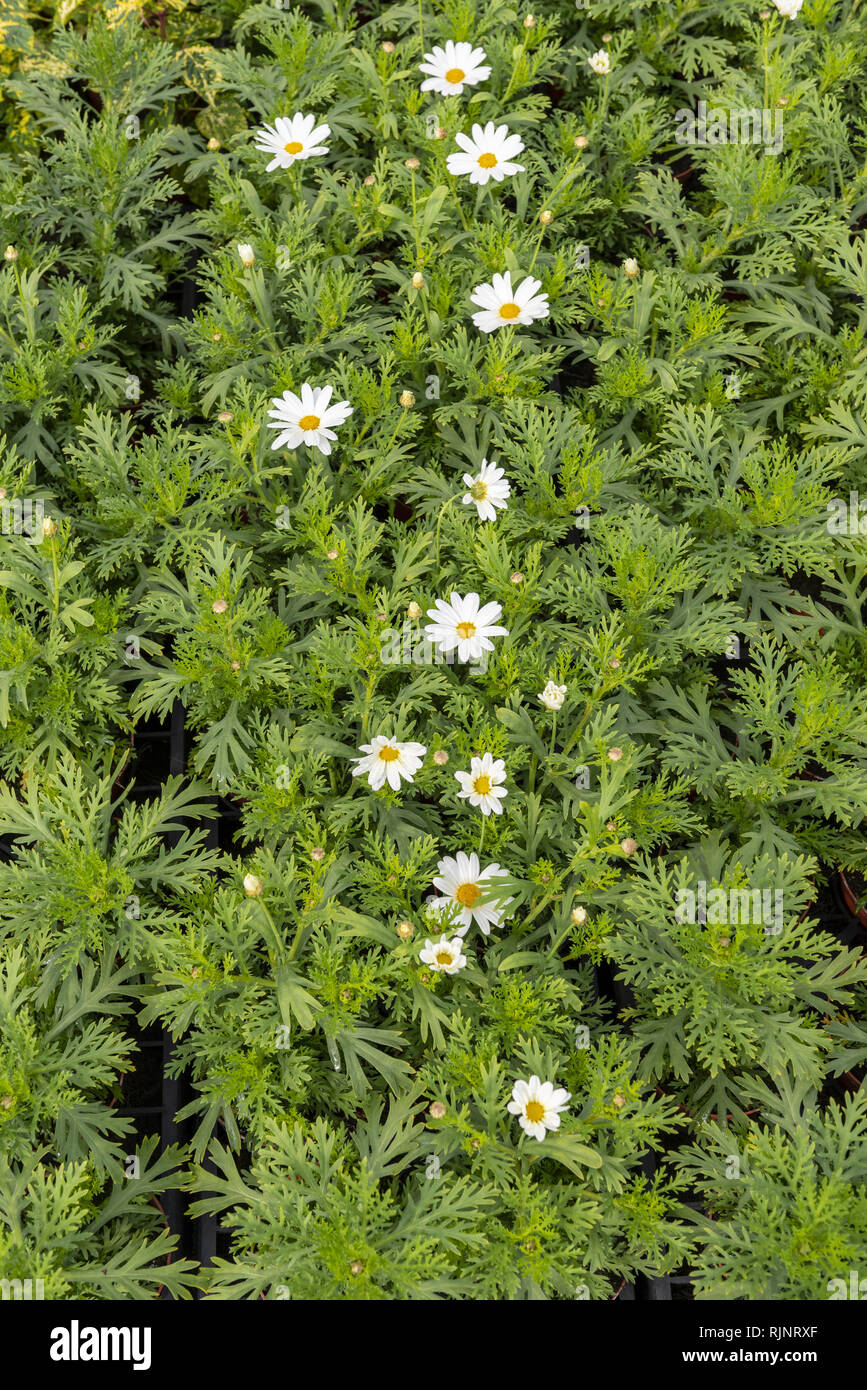 Marguerite Daisy (Argyranthemum frutescens) Pure White Butterfly, in a