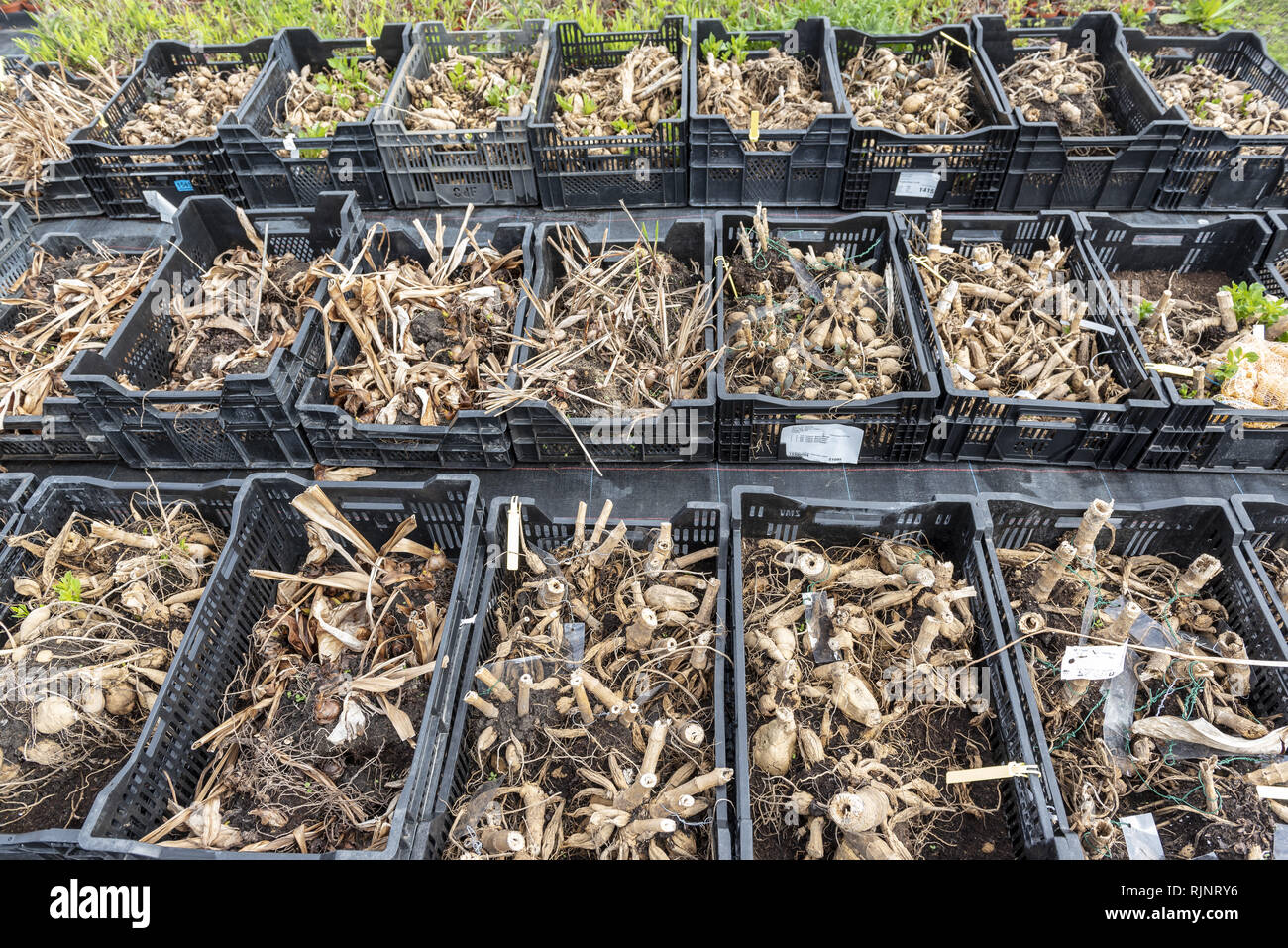 Dahlia tubers in wintering crates, before planting in late spring, Pas de Calais, France Stock