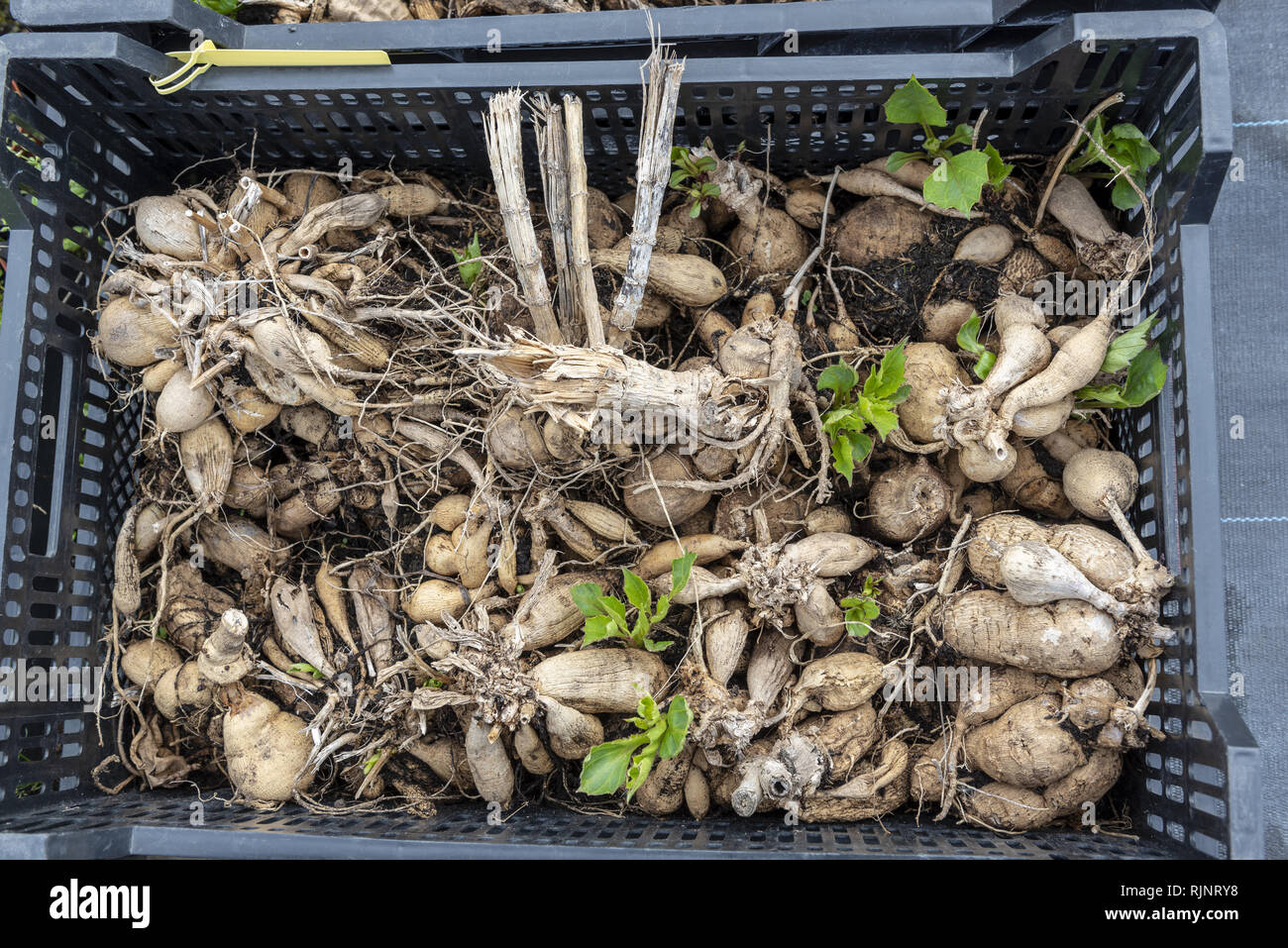 Dahlia tubers in wintering crates, before planting in late spring, Pas de Calais, France Stock