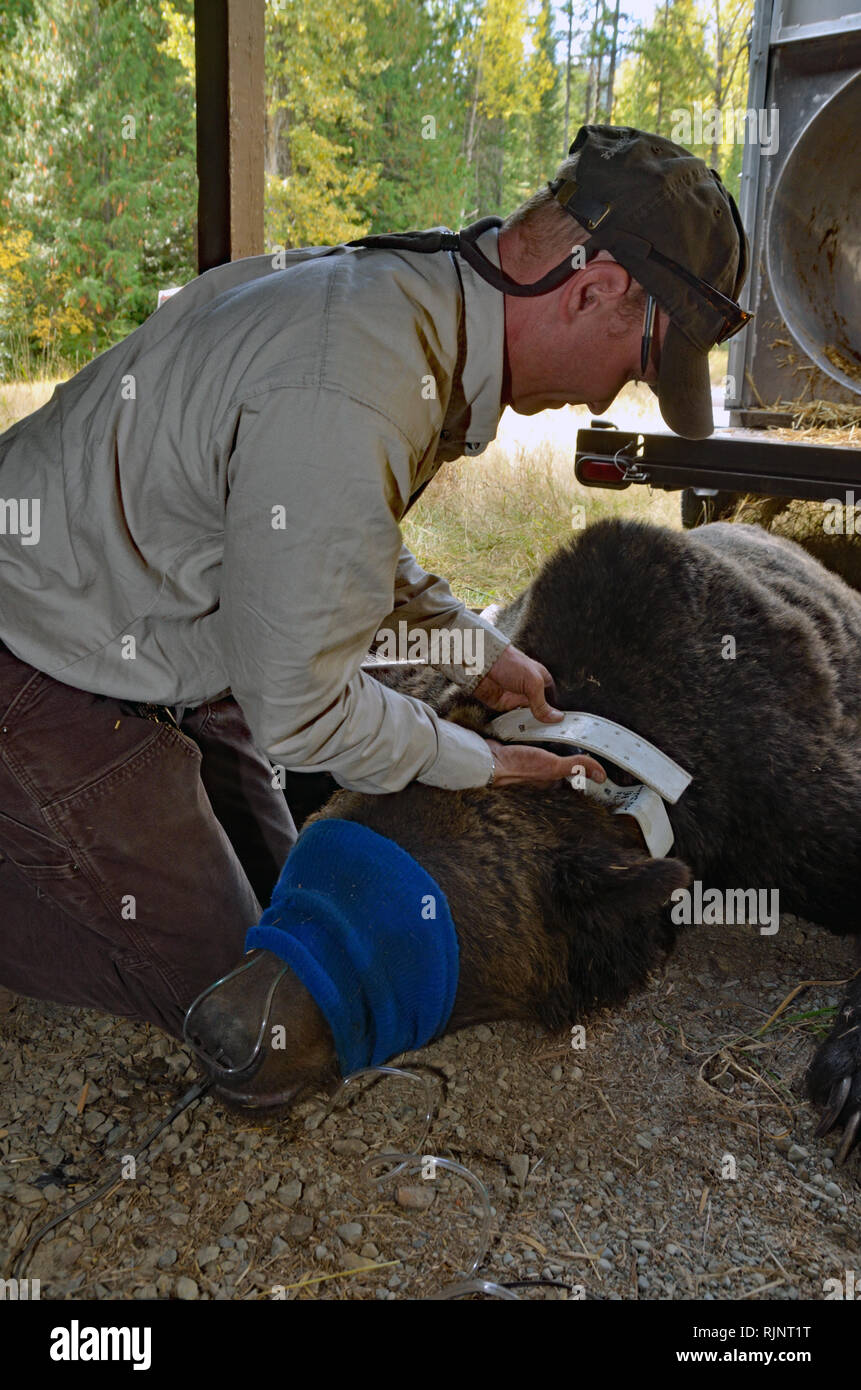 A USFWS biologist puts a gps radio collar on grizzly bear that was trapped at a private residence in Yaak Valley, MT. (Photo by Randy Beacham) Stock Photo