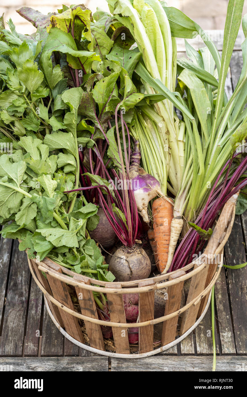 Harvesting root vegetables in a garden, autumn, Pas de Calais, France