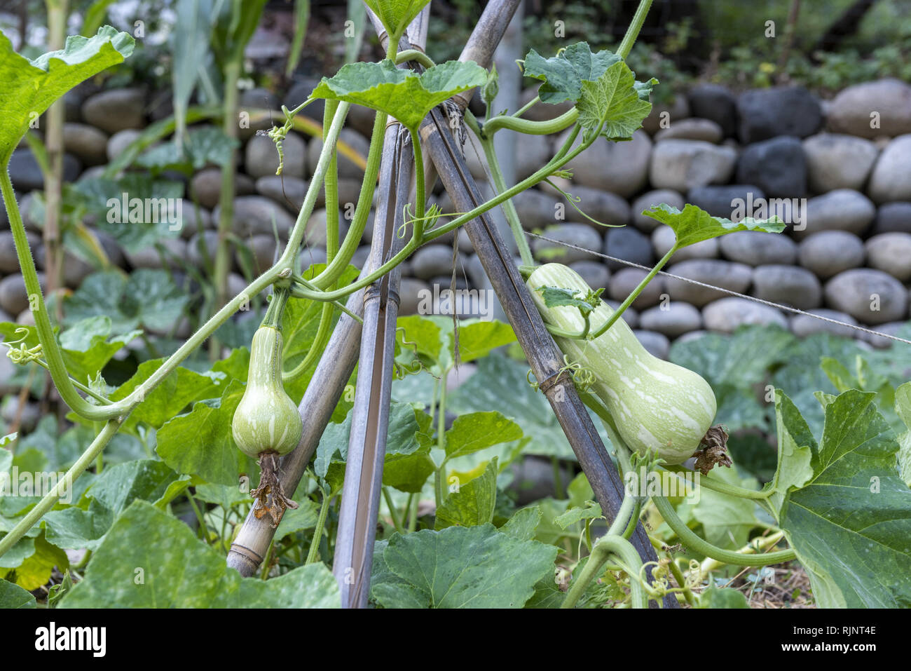 Terrace Cultivations High Resolution Stock Photography And Images