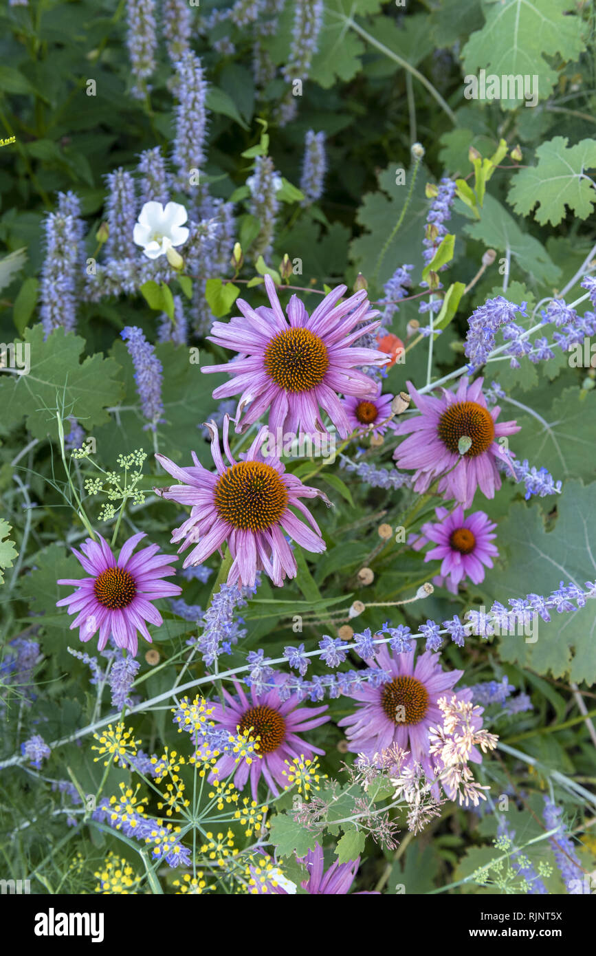 Sage and Echinacea in bloom, summer, Moselle, France Stock Photo Alamy