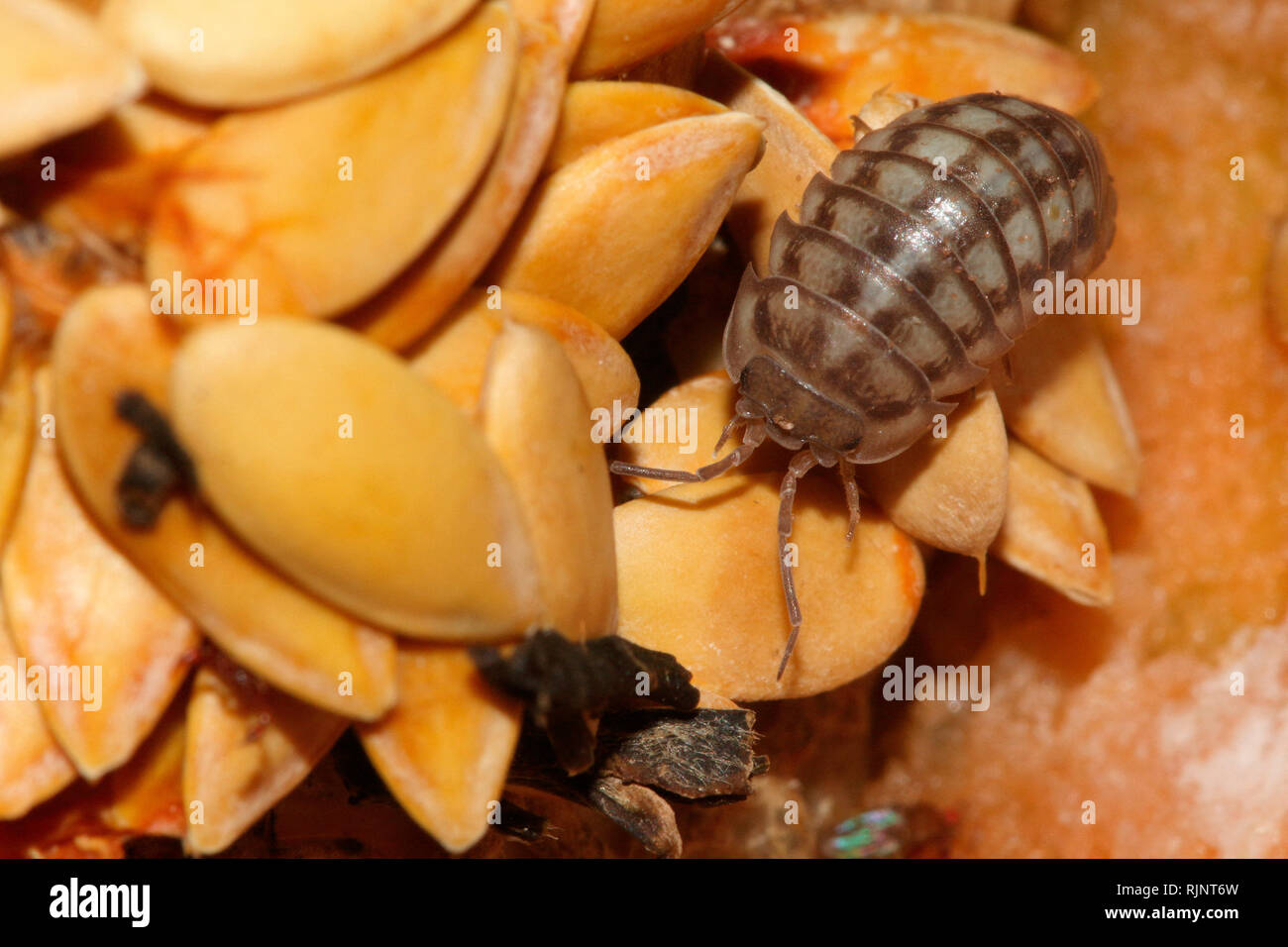 Common Pill Woodlouse (Armadillidium vulgare) on food detritus from the compost bin Stock Photo