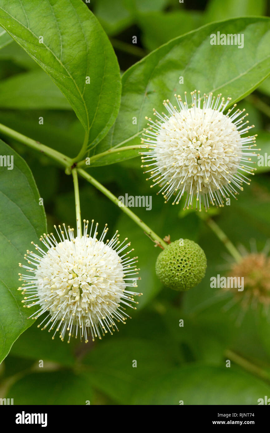 Buttonbush (Cephalanthus occidentalis Stock Photo - Alamy