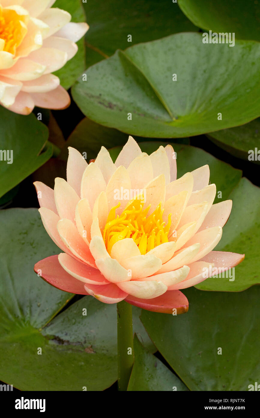 Water lily (Nymphaea sp) 'Mangkala Ubol' Stock Photo