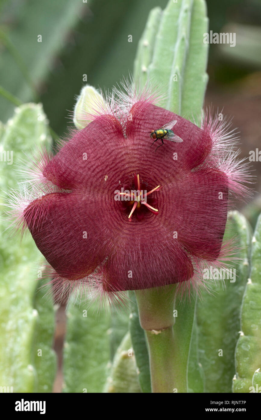 Carrion flower (Stapelia asterias) with a fly Stock Photo Alamy