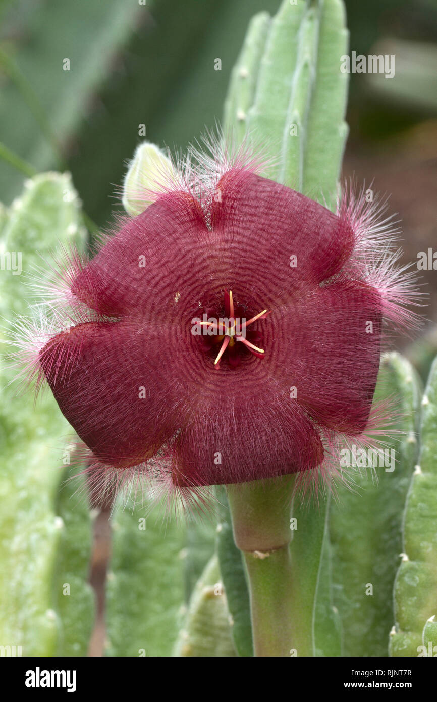 Carrion flower (Stapelia asterias) Stock Photo