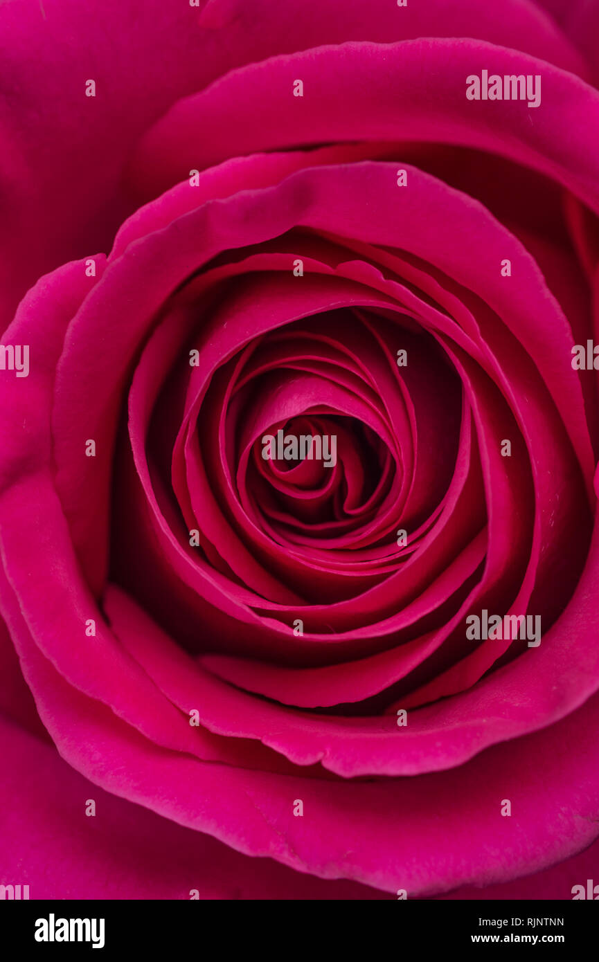 Image of a marriage open beautiful dark pink soft rose. Close up in the ...
