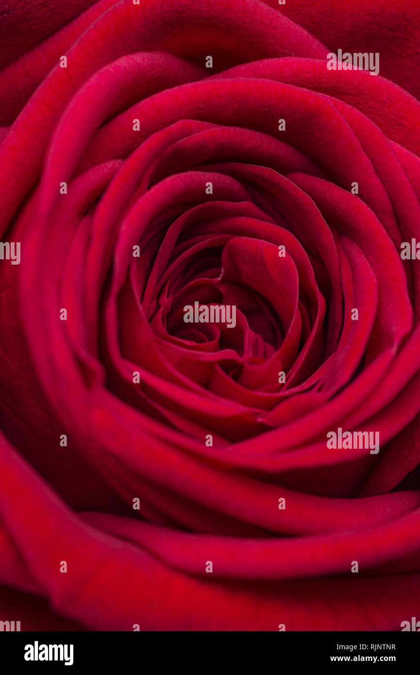 Soft red rose hi-res stock photography and images - Alamy