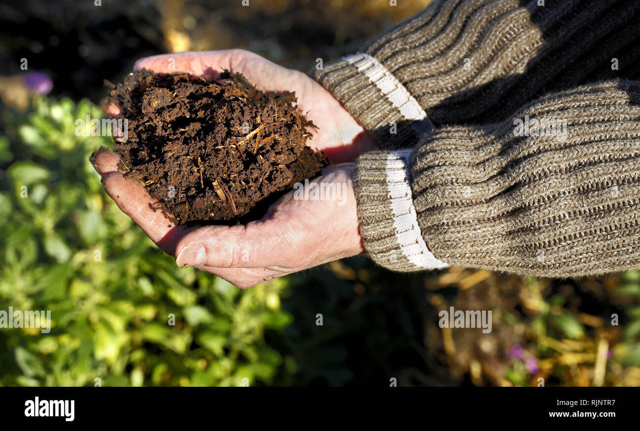 A mans hands holding fresh home mad compost Stock Photo