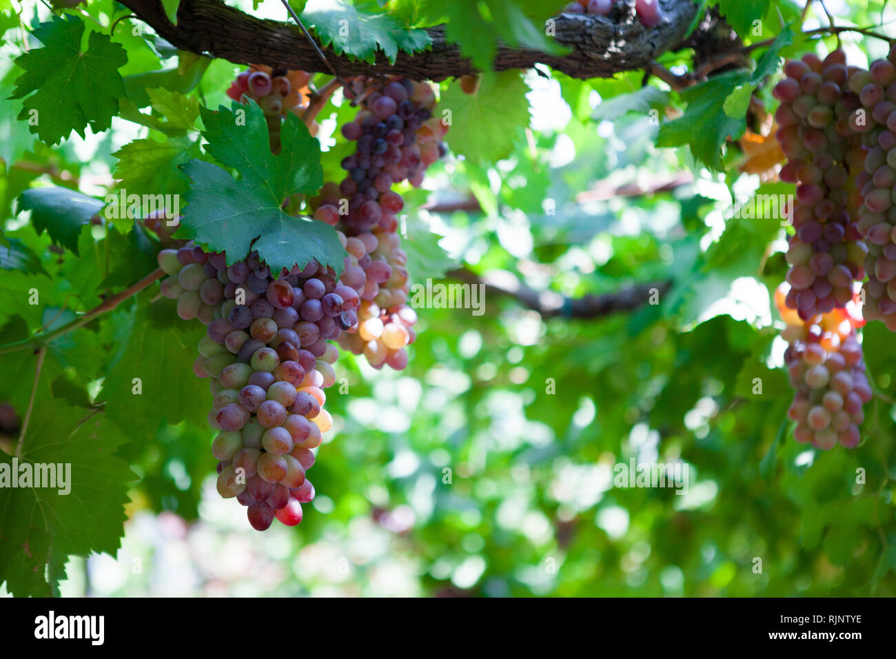 sauvignon red wine grapes bordeaux vineyard France Stock Photo